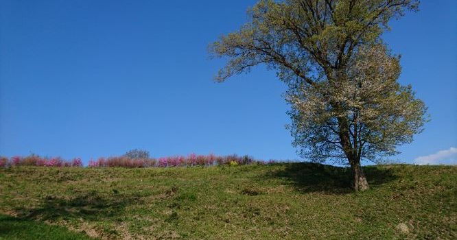 寒い。でも、玉ねぎ。 寒い。でも、玉ねぎ。