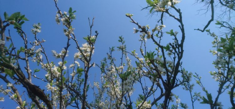 ごぼうと人参と斜めづかいの馬鍬