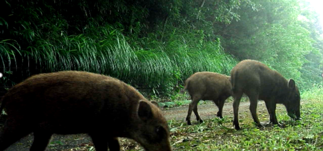 野草くさたに/草谷商店